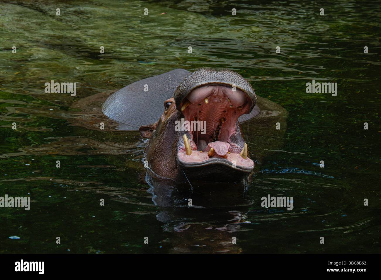 Un ippopotamo con la bocca spalancata in un ambiente scuro e torbido. L'ippopotamo pigmeo o ippopotamo pigmeo (Choeropsis liberiensis) è un piccolo ippopotami Foto Stock