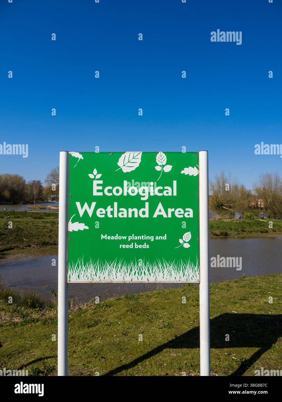 Ecological Wetland area, Marshland, Westbury, Wiltshire, Inghilterra, REGNO UNITO, REGNO UNITO. Foto Stock