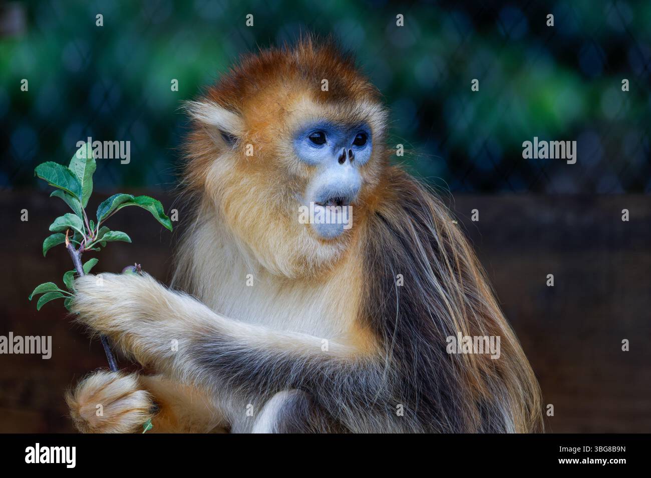 Scimmia dorata che tiene un ramo con foglie, che sembra vigile. La scimmia dal naso dorato (Rhinopithecus roxellana) è una scimmia del Vecchio mondo nel subfam Foto Stock