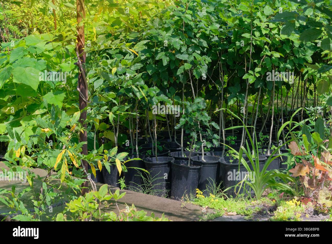 Giardino del cottage. Le piantine di alberi sono in vendita in un negozio di giardinaggio. Piantine in vasi. Varietà di piante nel mercato locale. Foto Stock