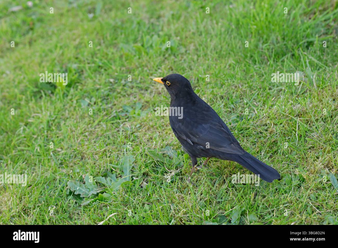 Blackbird (Turdus merula), Chipping Campden, Cotswolds, Inghilterra, gran Bretagna Foto Stock