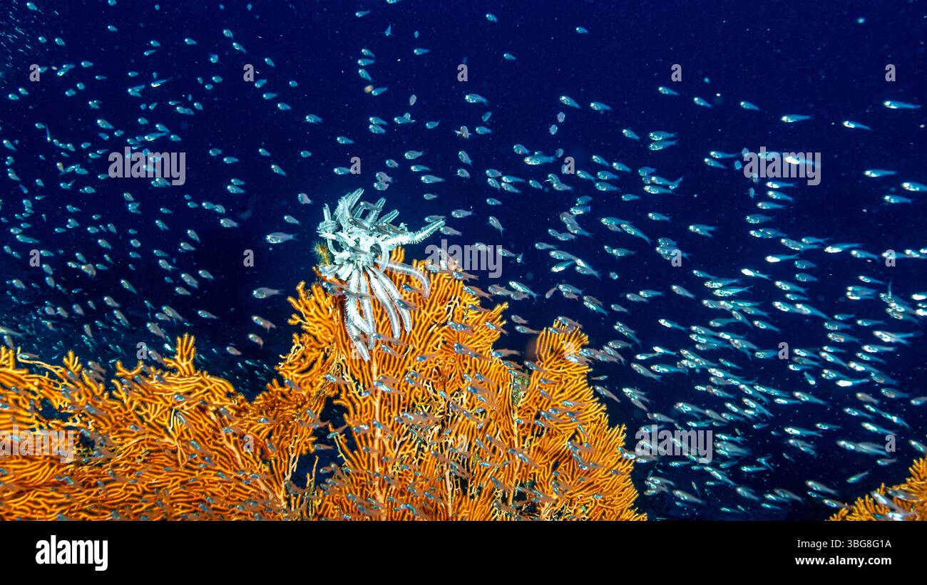 Maldive, Crinoid su un Seafan Foto Stock