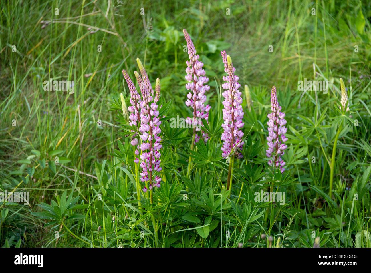 Lupine - pianta invasiva alta con vibranti fiori viola nella vegetazione estiva Foto Stock