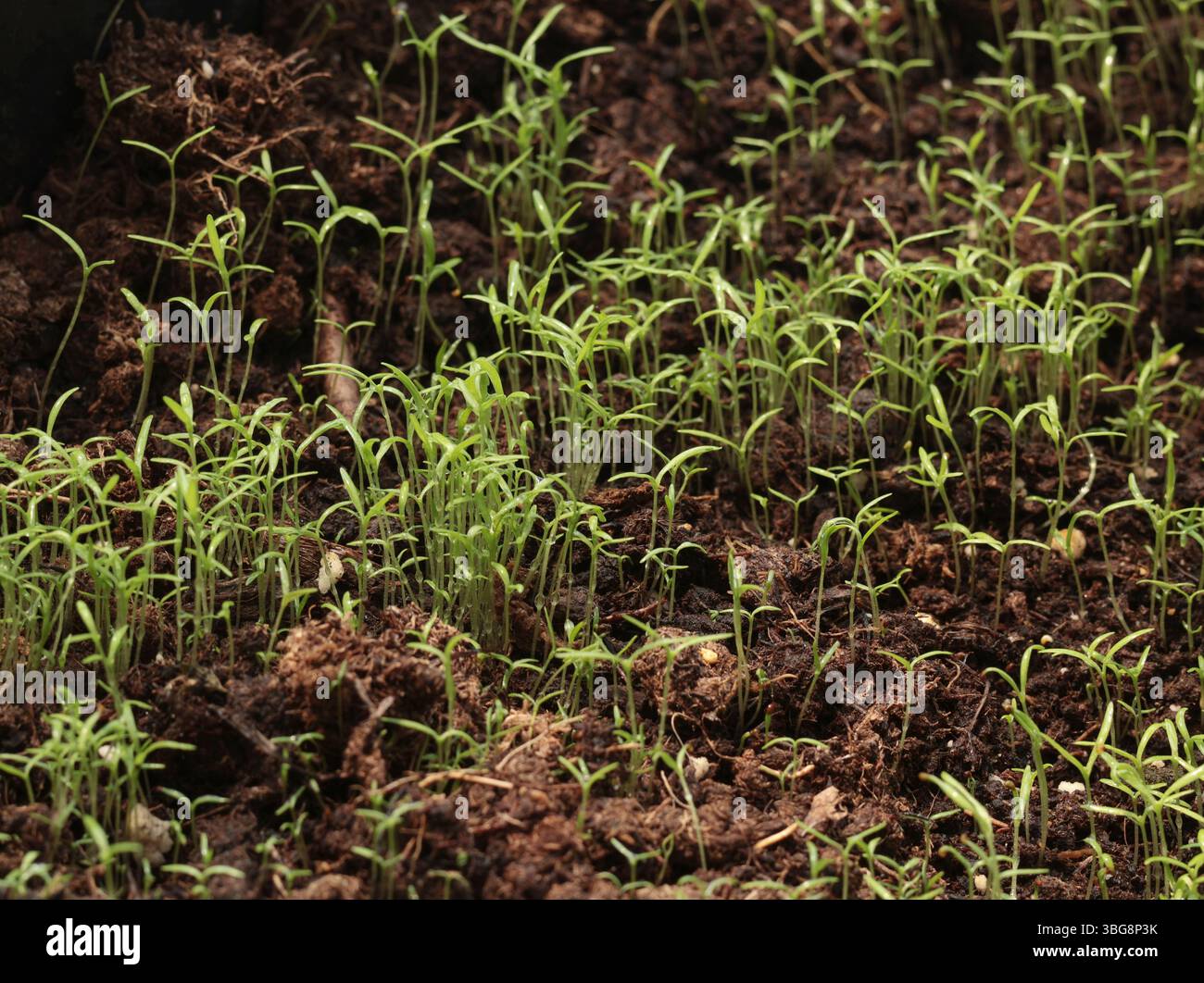 Giovani piantine di fiori in vaso nel patio del cortile. Natura e giardinaggio. Foto Stock