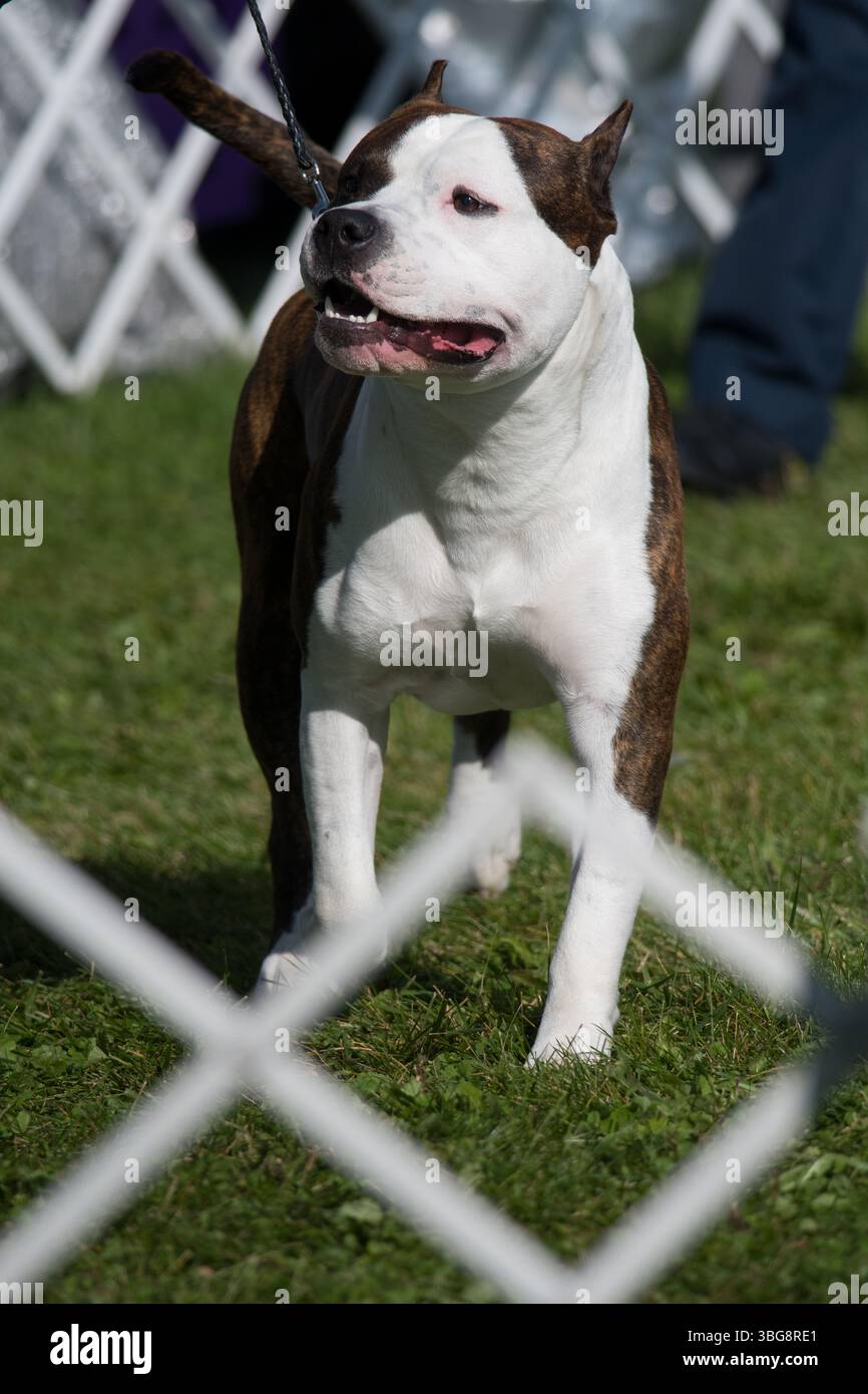 American Staffordshire Terrier nell'anello delle esposizioni canine Foto Stock
