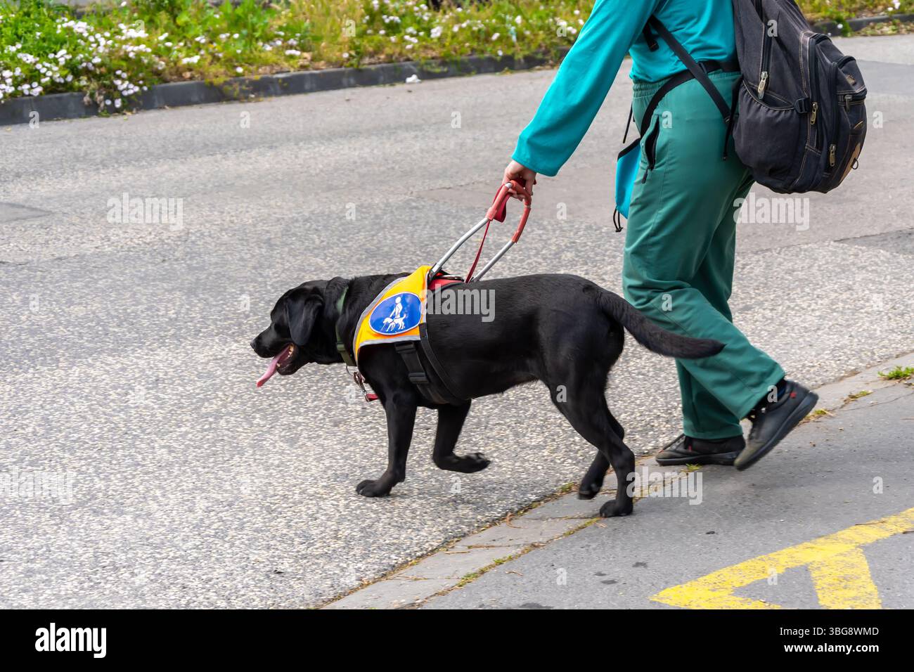 Un cane guida conduce un uomo lungo una strada della città. Un Labrador nero con un mantello di identificazione e un'imbracatura speciale aiuta una persona con problemi di vista Foto Stock