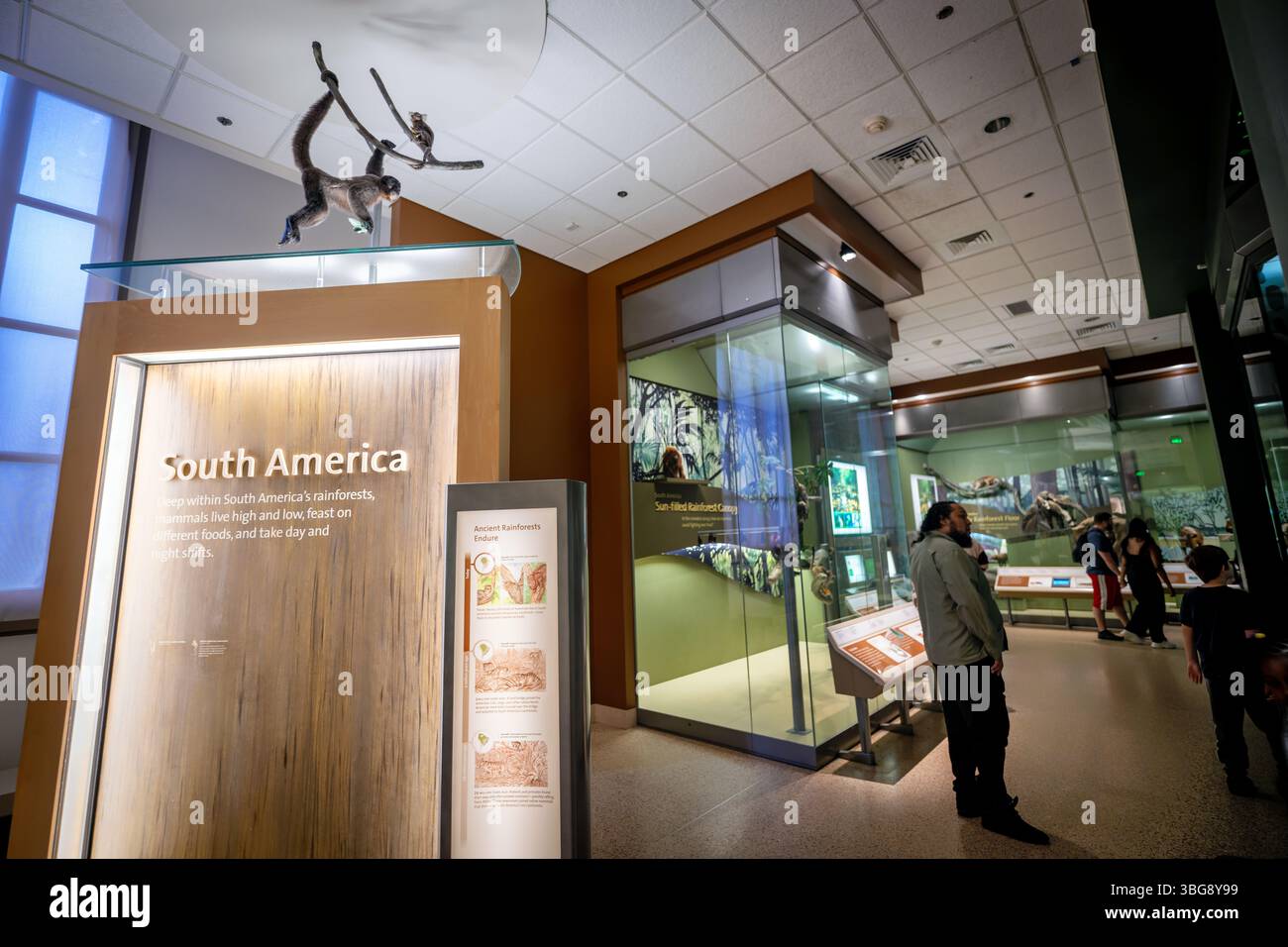 WASHINGTON DC - Una vista della sezione Sud America nella sala dei mammiferi dello Smithsonian National Museum of Natural History. La mostra mostra mostra varie specie di mammiferi native del Sud America, mostrando la ricca biodiversità del continente. Il Museo Nazionale di storia naturale, parte dello Smithsonian Institution, ospita una delle collezioni di storia naturale più complete al mondo. Fondato nel 1910, il museo attrae milioni di visitatori ogni anno e mantiene ampie collezioni di ricerca che includono più di 146 milioni di esemplari di piante, animali, fossili, minerali, AN Foto Stock