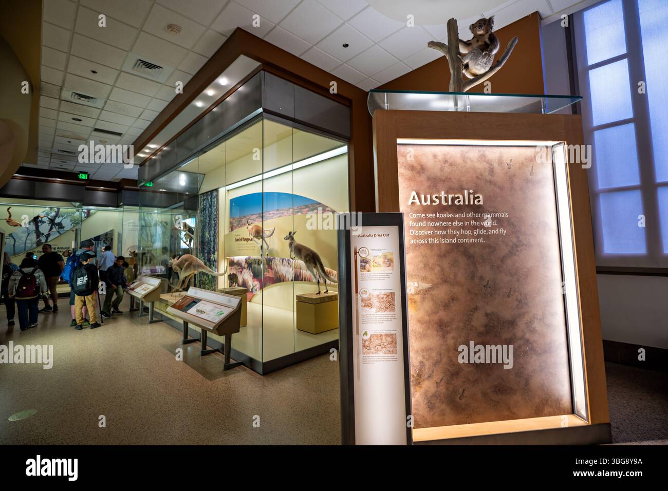 WASHINGTON DC - Un'esposizione con mammiferi e marsupiali australiani nella sala dei mammiferi dello Smithsonian National Museum of Natural History. La mostra mostra mostra varie specie native australiane come parte della vasta collezione del museo di esemplari di mammiferi provenienti da tutto il mondo. Lo Smithsonian National Museum of Natural History, situato all'interno del National Mall, ospita una delle collezioni di storia naturale più significative al mondo e accoglie milioni di visitatori ogni anno. La sezione dei mammiferi australiani fornisce ai visitatori informazioni educative sulla fauna unica dell'Austr Foto Stock