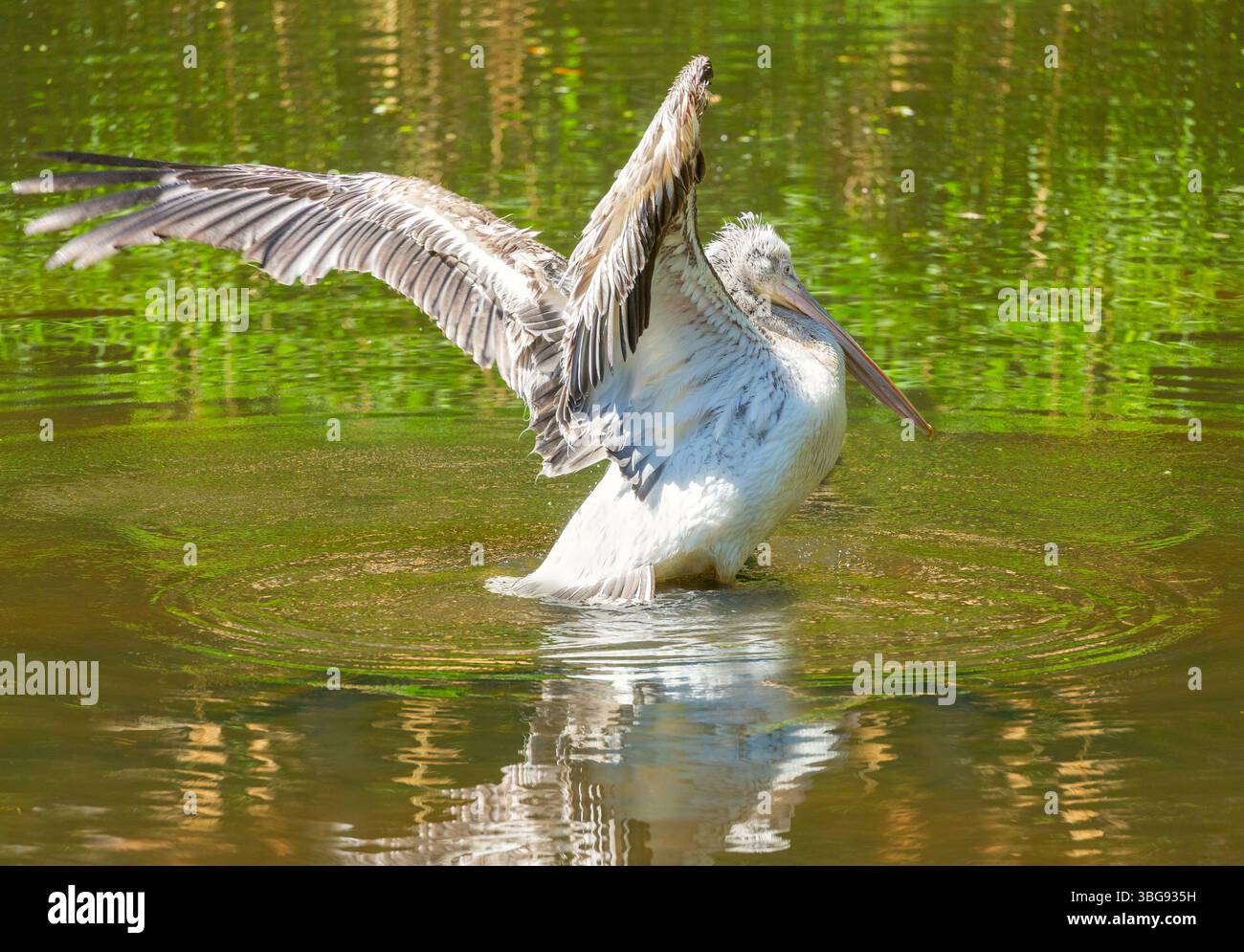 Primo piano di pellicani con ali spalmate che galleggiano in uno stagno Foto Stock