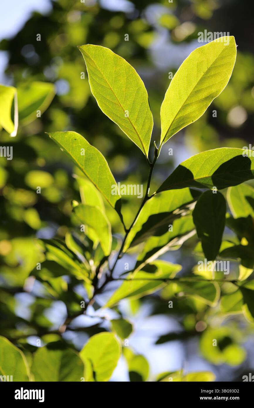 Foglie verdi brillanti di un albero di magnolia con venature visibili e una qualità leggermente traslucida retroilluminata dal sole Foto Stock