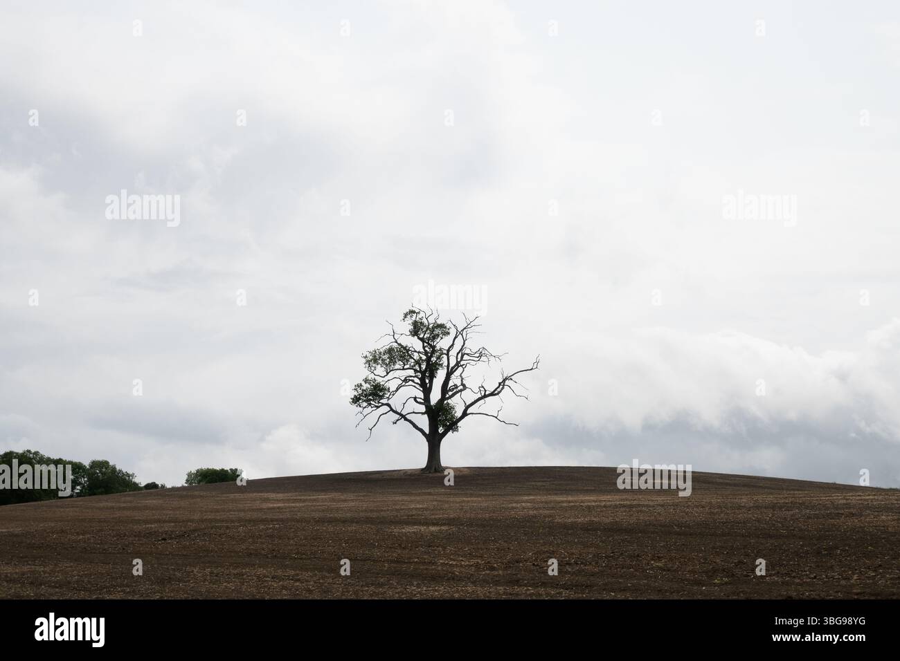 Albero solitario in un campo, Warwickshire, Regno Unito Foto Stock