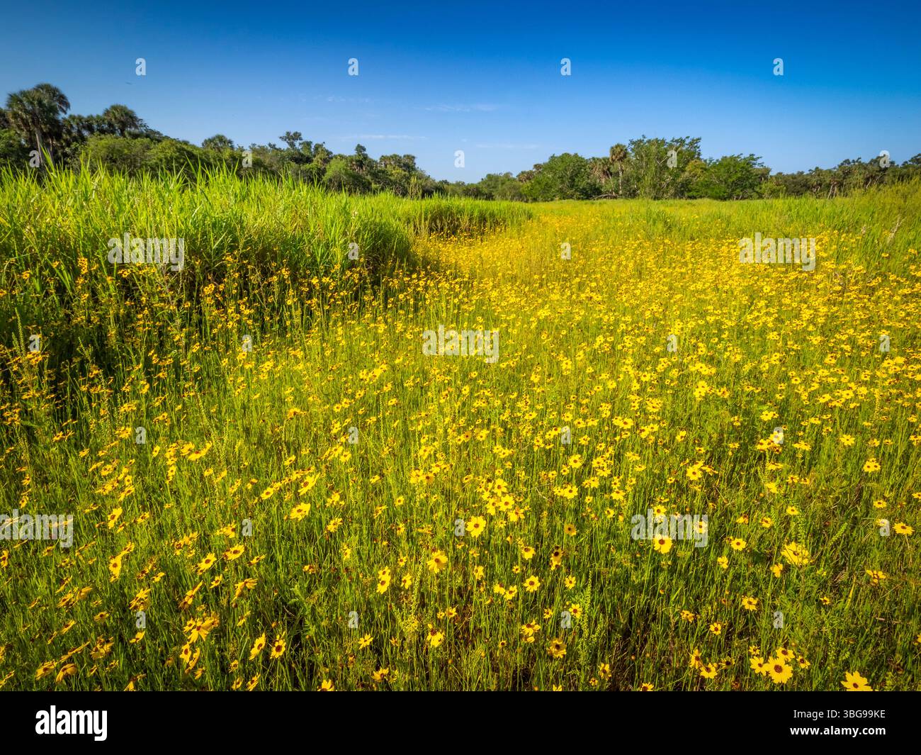 Coreopsis, comunemente noto come seme di zecche in un campo del Myakka River State Park a Sarasota, Florida, USA Foto Stock Coreopsis, comunemente noto come seme di zecche in un campo del Myakka River State Park a Sarasota, Florida, USA Foto Stock