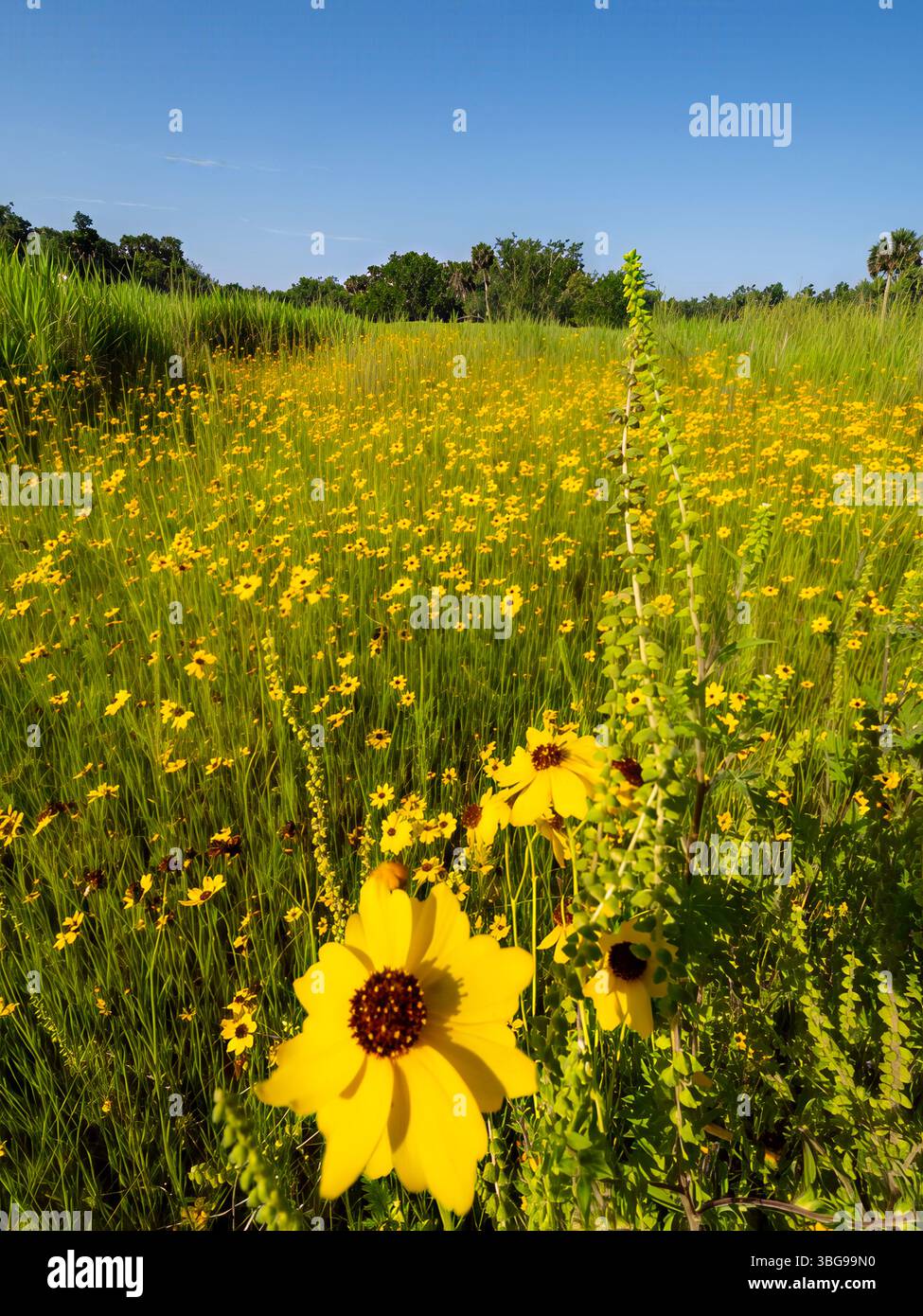 Coreopsis, comunemente noto come seme di zecche in un campo del Myakka River State Park a Sarasota, Florida, USA Foto Stock Coreopsis, comunemente noto come seme di zecche in un campo del Myakka River State Park a Sarasota, Florida, USA Foto Stock