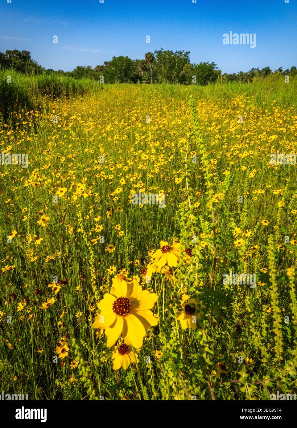 Coreopsis, comunemente noto come seme di zecche in un campo del Myakka River State Park a Sarasota, Florida, USA Foto Stock Coreopsis, comunemente noto come seme di zecche in un campo del Myakka River State Park a Sarasota, Florida, USA Foto Stock