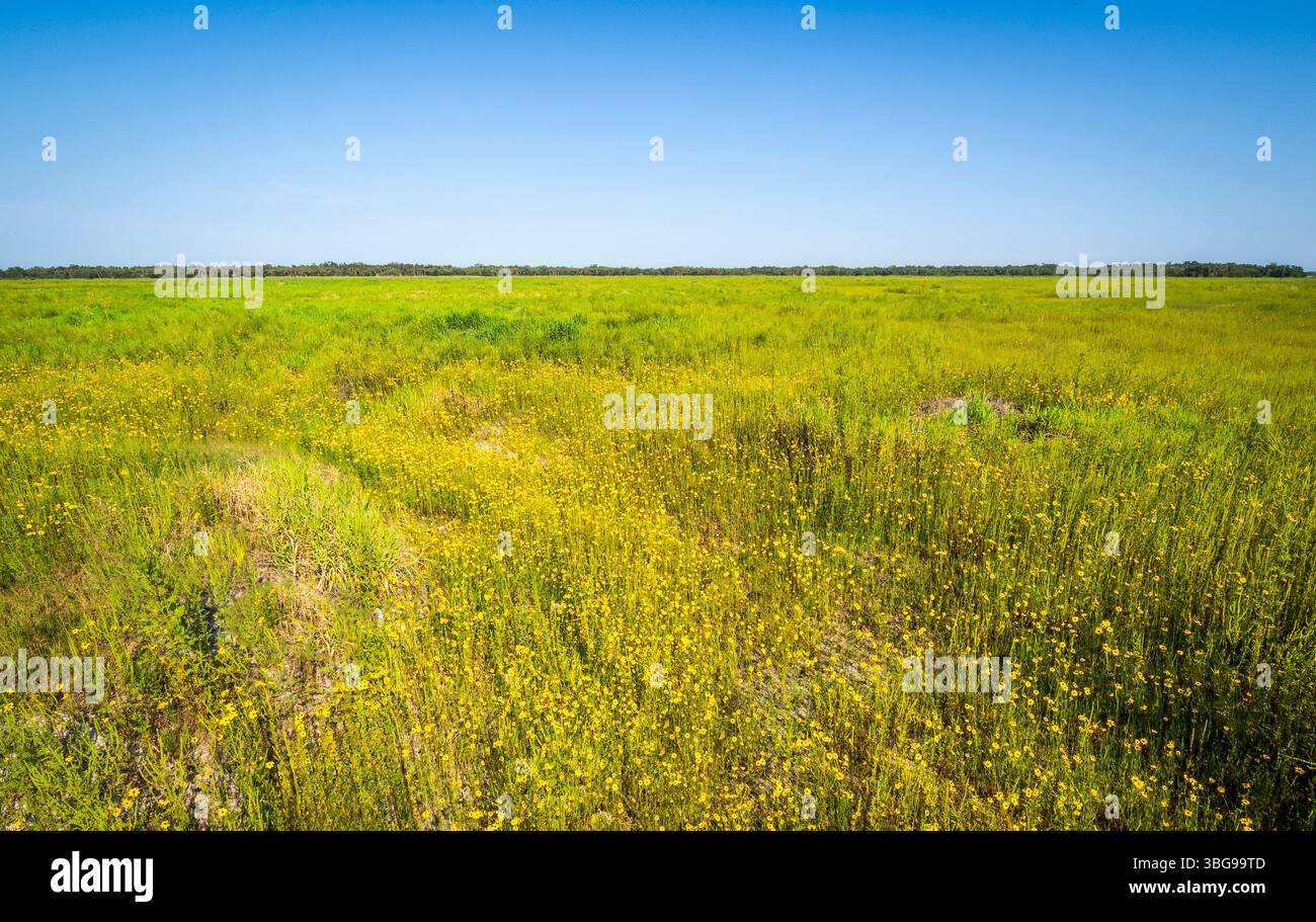 Coreopsis, comunemente noto come seme di zecche in un campo del Myakka River State Park a Sarasota, Florida, USA Foto Stock Coreopsis, comunemente noto come seme di zecche in un campo del Myakka River State Park a Sarasota, Florida, USA Foto Stock