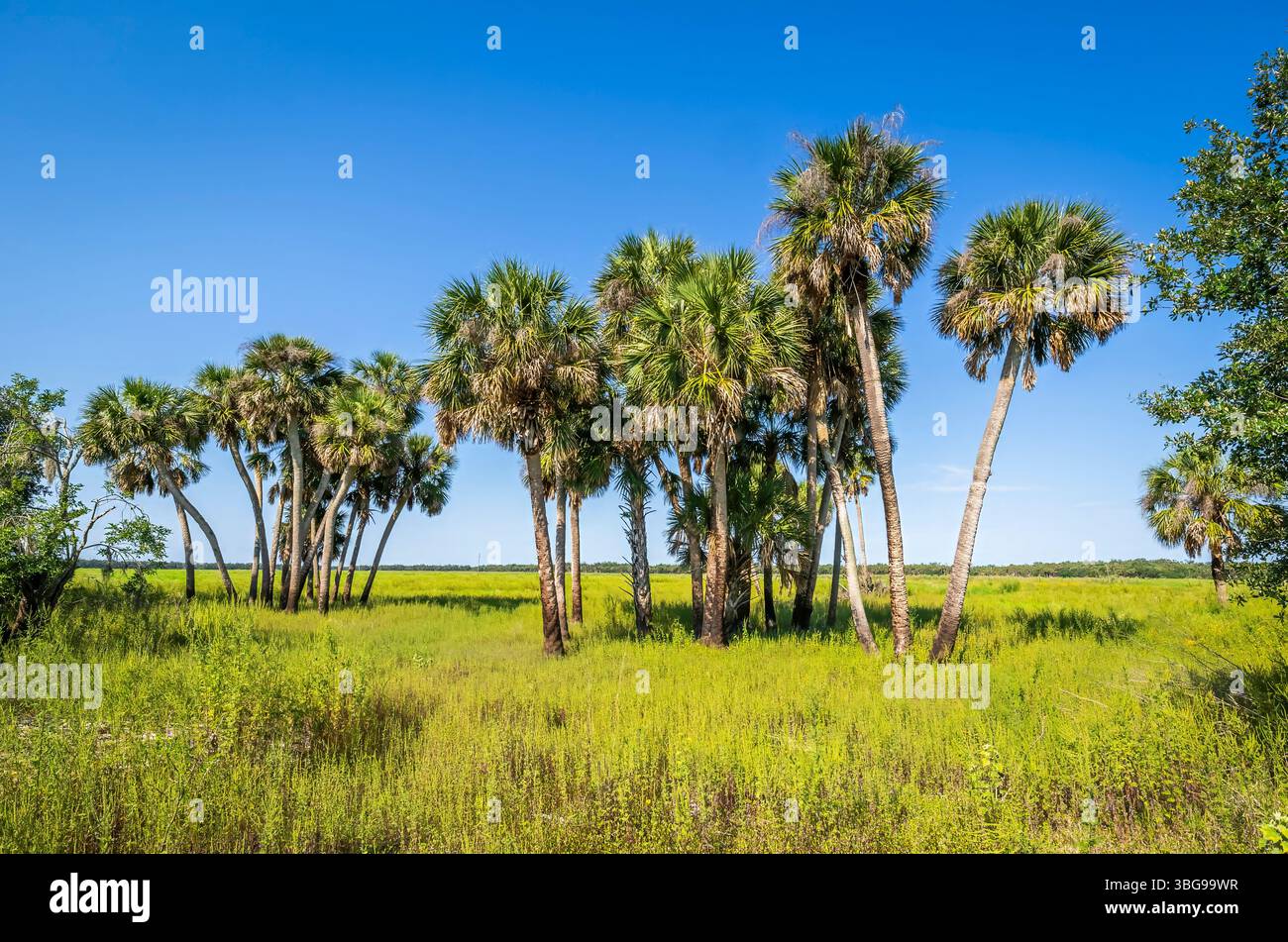 Palme nel Myakka River State Park a Sarasota, Florida, Stati Uniti Foto Stock