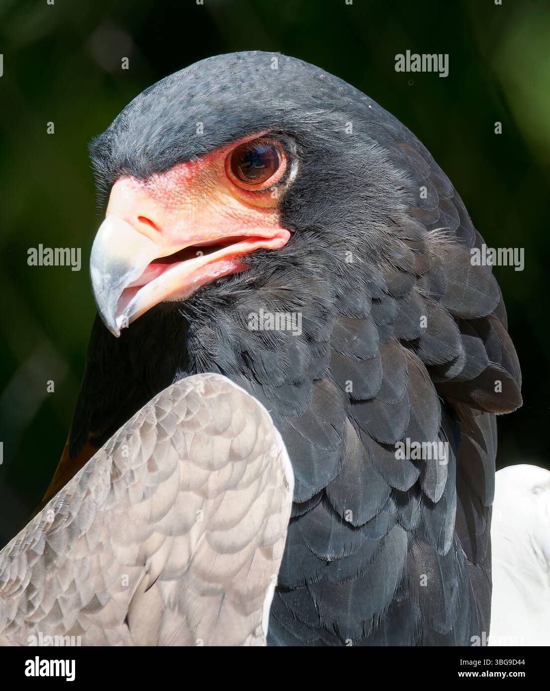 Aquila bateleur, Gaukler, Bateleur des savanes, Terathopius ecaudatus, bukázósas Foto Stock