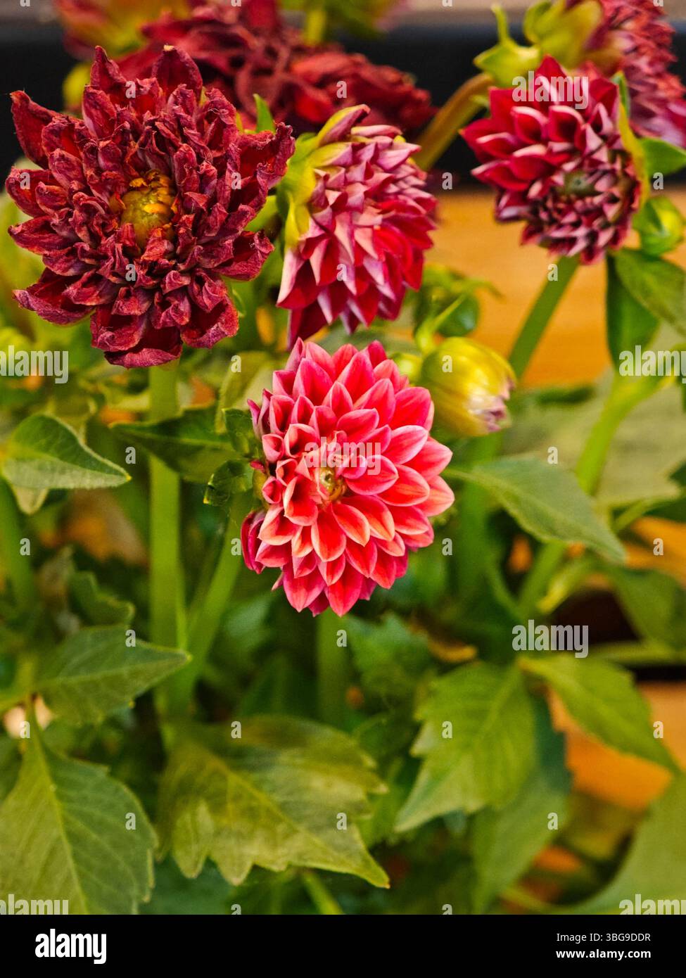 Numerosi fiori dahlia mostrano ricche sfumature di rosso e rosa circondati da foglie verdi lussureggianti. Questa vivace disposizione mette in mostra la bellezza della natura, dell'invit Foto Stock
