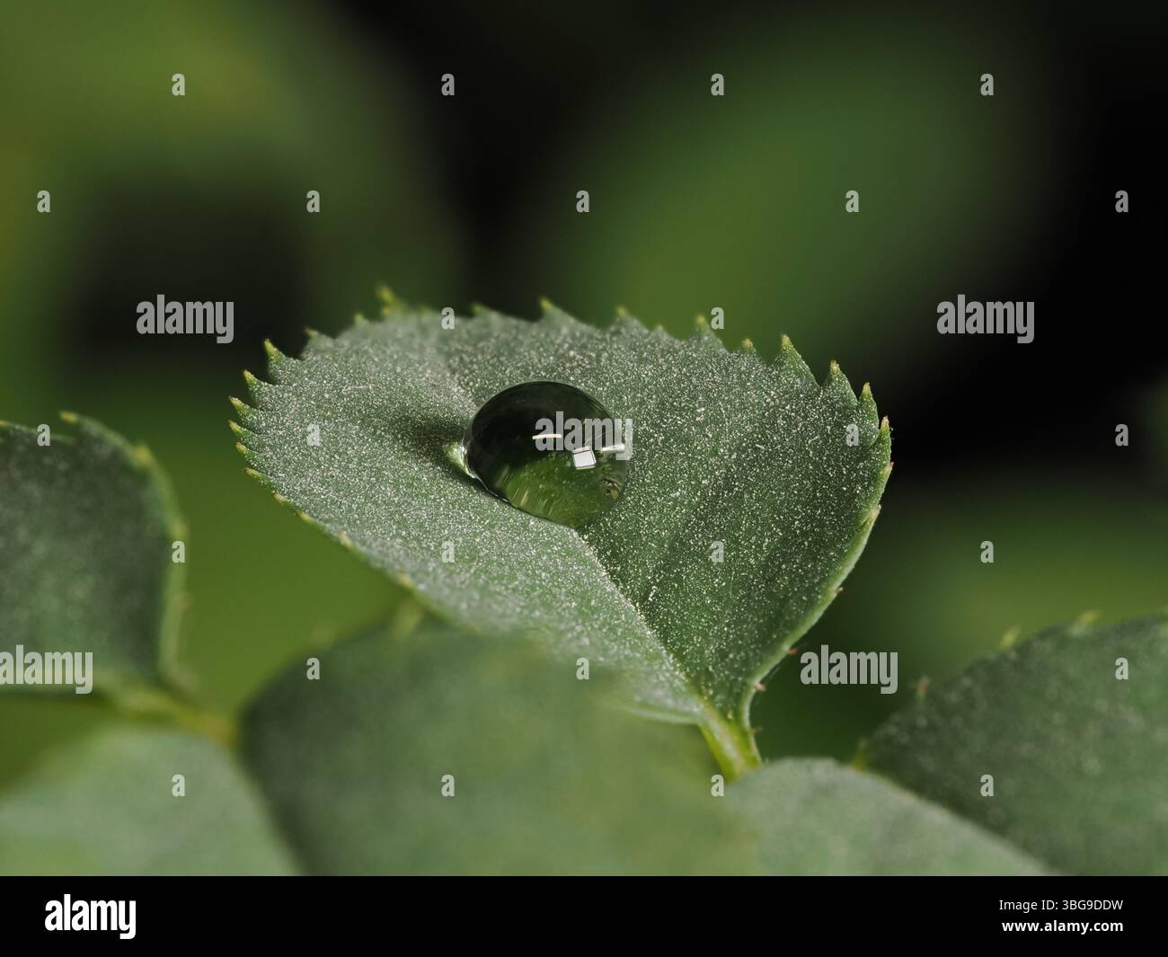 La foto macro mostra una goccia d'acqua appoggiata su una foglia verde con peli sottili. Lo sfondo sfocato evidenzia la chiarezza della goccia e della foglia Foto Stock