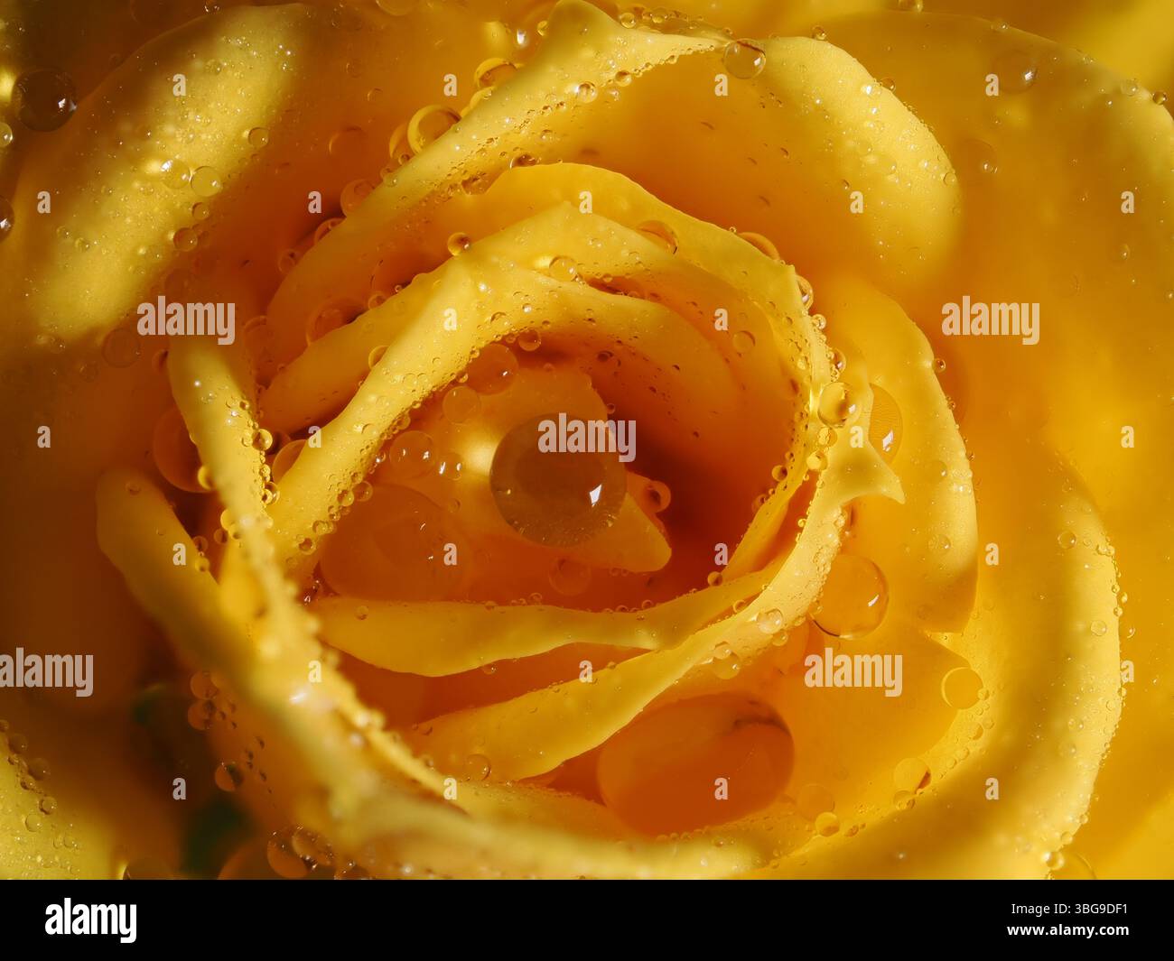 La foto è una foto macro di una rosa gialla con goccioline d'acqua sui petali. Il primo piano rivela la consistenza dei petali, i colori ricchi e le gocce scintillanti Foto Stock