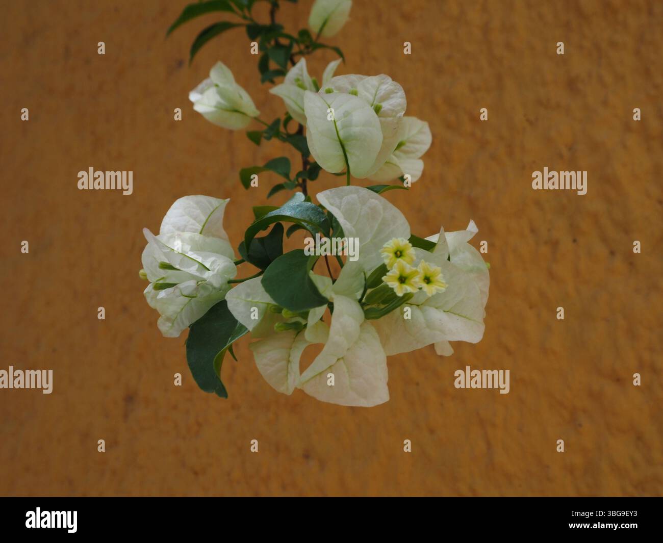 Primo piano dettagliato di fiori bianchi di Bougainvillea in piena fioritura, adagiati su una parete gialla di senape. La luce naturale esalta i petali. Foto Stock