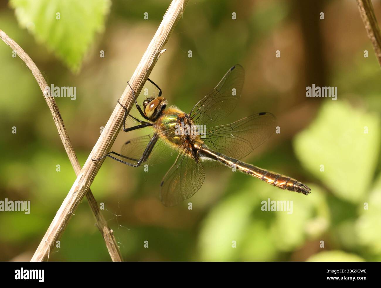 Libellula smeraldo małe - Cordulia aenea Foto Stock