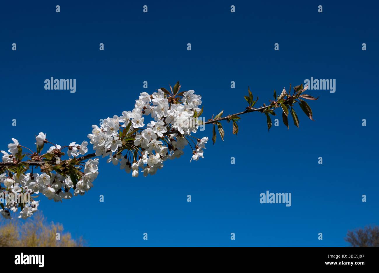 Fiori di ciliegio selvatico Foto Stock