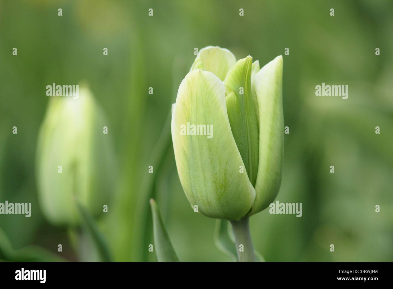 Tulipa Green Spirit. Tulipani Green Spirit, un tulipano di tipo Viridiflora, che mostra caratteristici fiori bianchi cremosi striature verdi su ogni petalo. Foto Stock