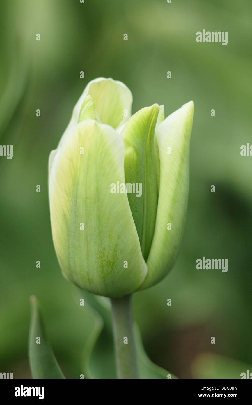 Tulipa Green Spirit. Tulipani Green Spirit, un tulipano di tipo Viridiflora, che mostra caratteristici fiori bianchi cremosi striature verdi su ogni petalo. Foto Stock