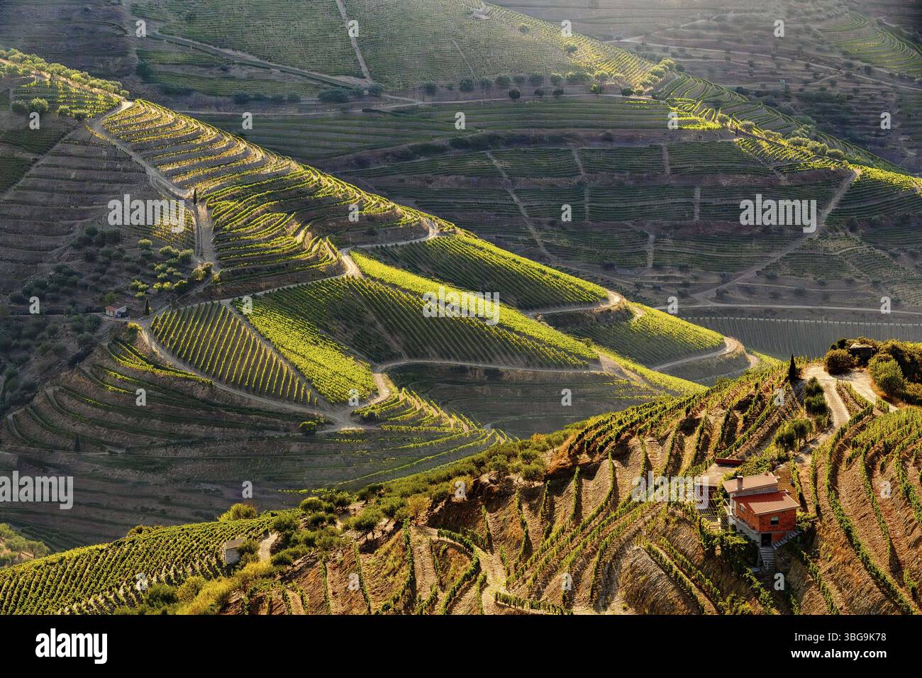 Vigneti portoghesi terrazzati vicino a Nagozelo do Douro, dove viene prodotto il vino porto Foto Stock