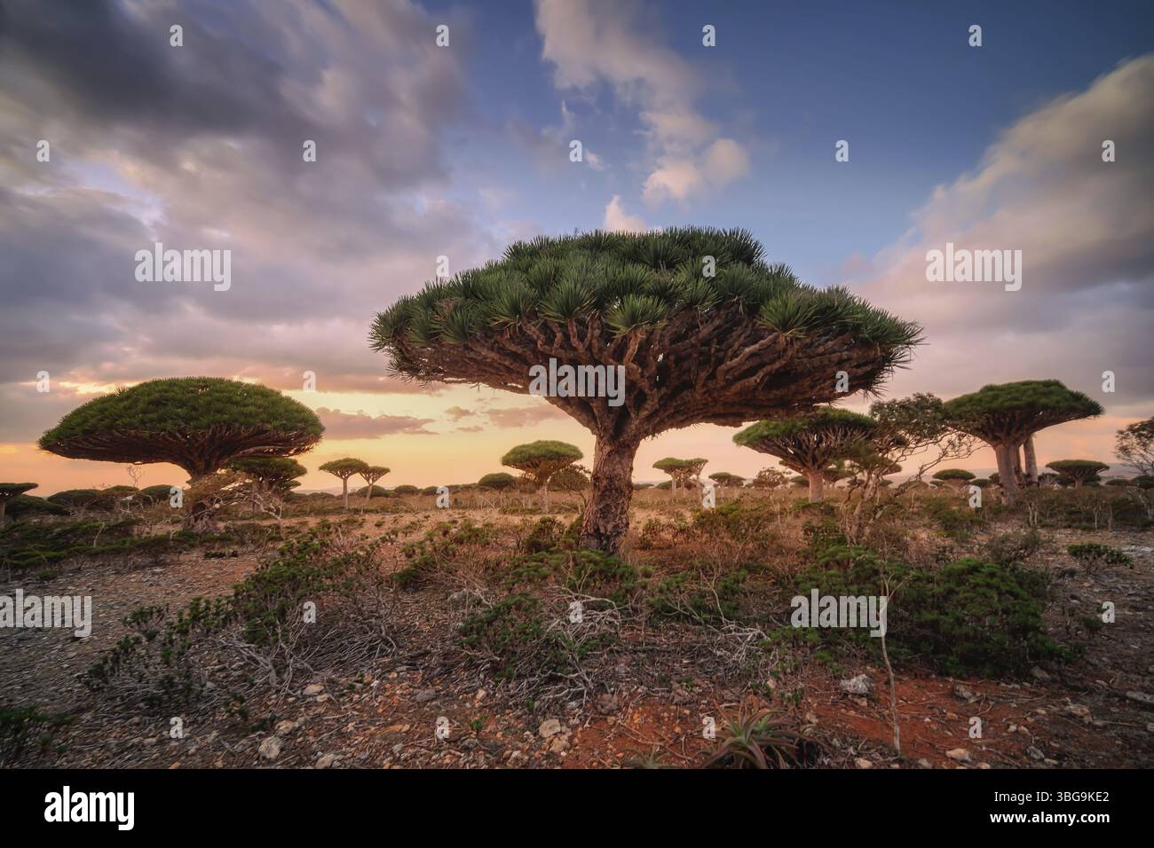 Piante endemiche Dracaena cinnabari in riva al mare su una roccia Foto Stock
