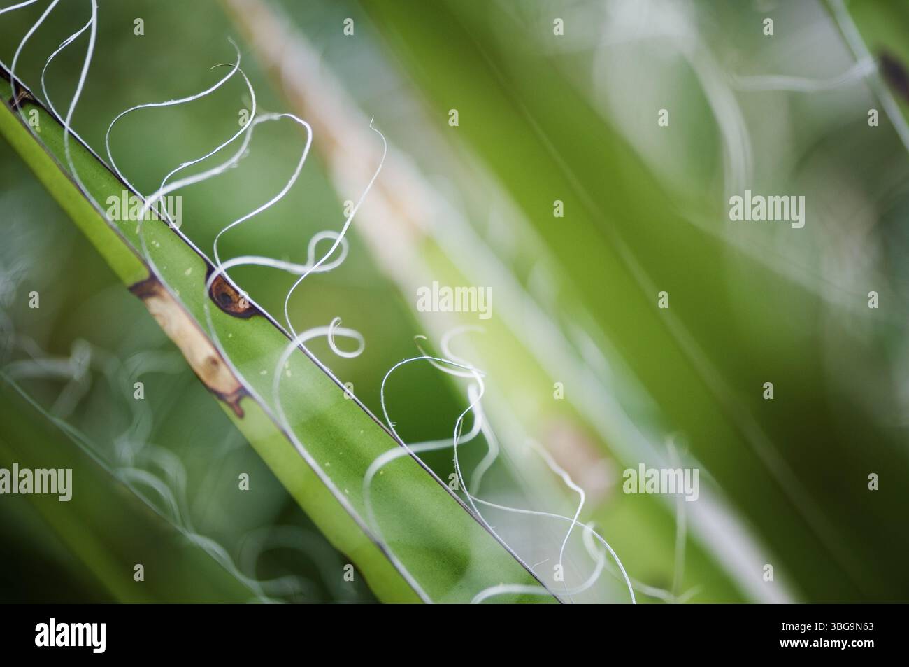 Vista macro delle fibre circolari di un'agave, Berlino Foto Stock