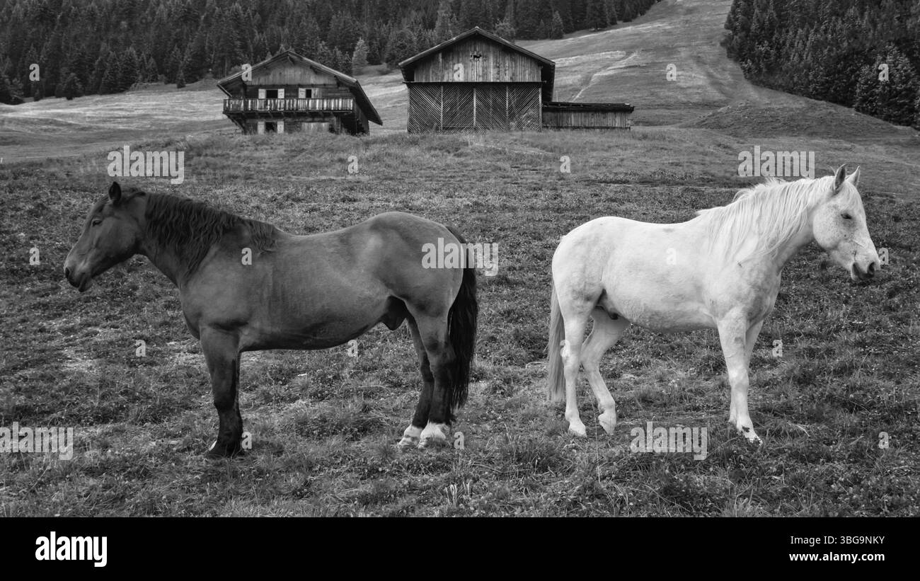 Cavallo bianco e nero sul prato sotto l'Alpe di Siusi, l'Alpe di Siusi, il Sassolungo a Sassoplatto in autunno al tramonto Foto Stock