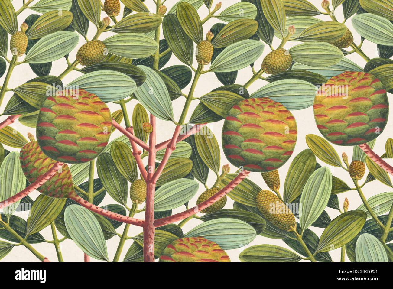 Motivi botanici con frutti tropicali e vegetazione verde. Stile disegnato a mano con un tocco rustico, ideale per sfondi a tema naturale. Foto Stock