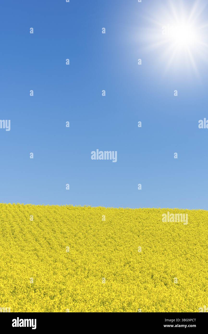 Campo di stupro giallo sotto un cielo azzurro e limpido, vicino a Winnenden, Baden-Wuerttemberg, Germania, Europa Foto Stock