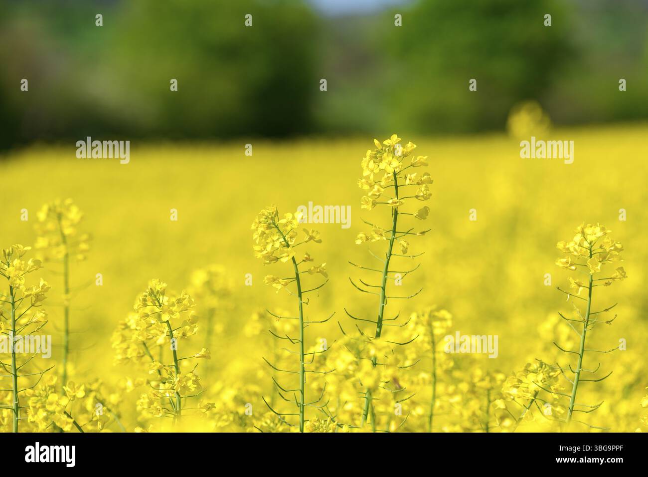 Primo piano di colza gialla in primo piano su sfondo sfocato, Baden-Wuerttemberg, Germania, Europa Foto Stock