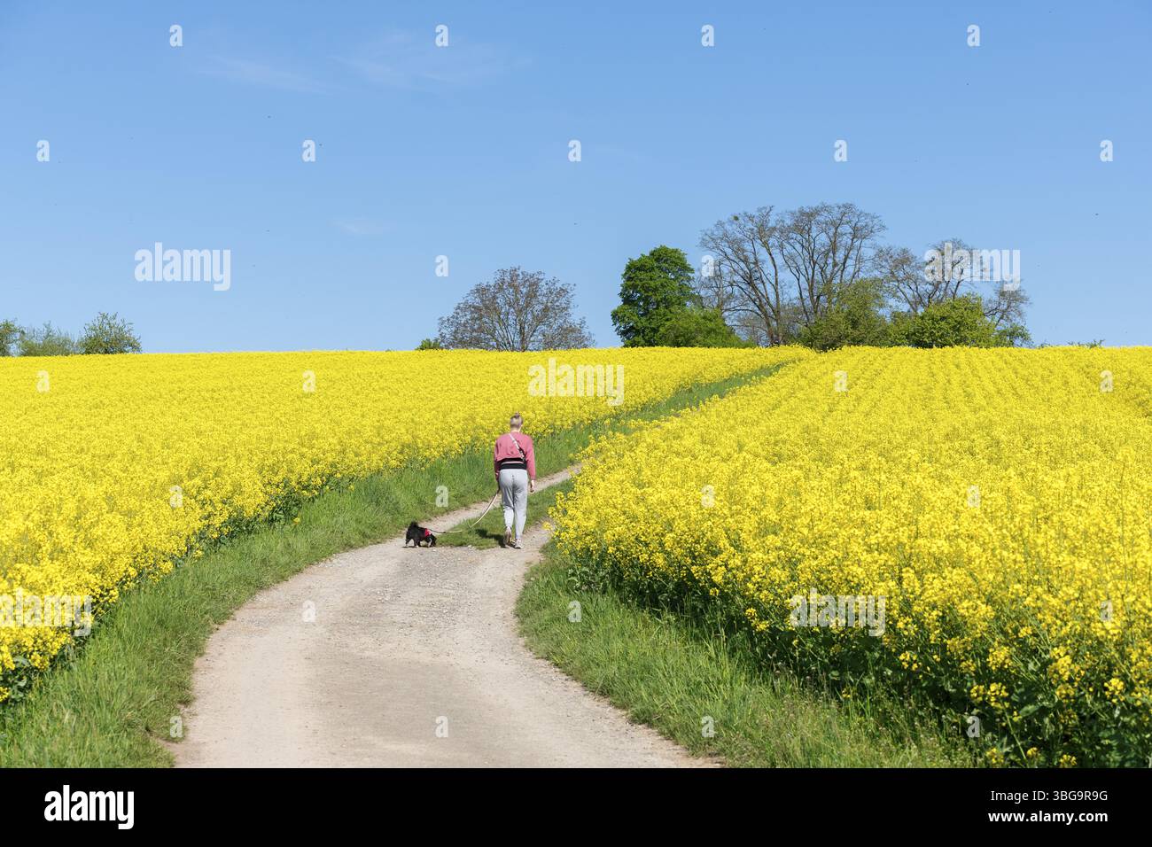 Una persona con un cane cammina su un sentiero attraverso campi di stupro gialli, donna, Baden-Wuerttemberg, Germania, Europa Foto Stock