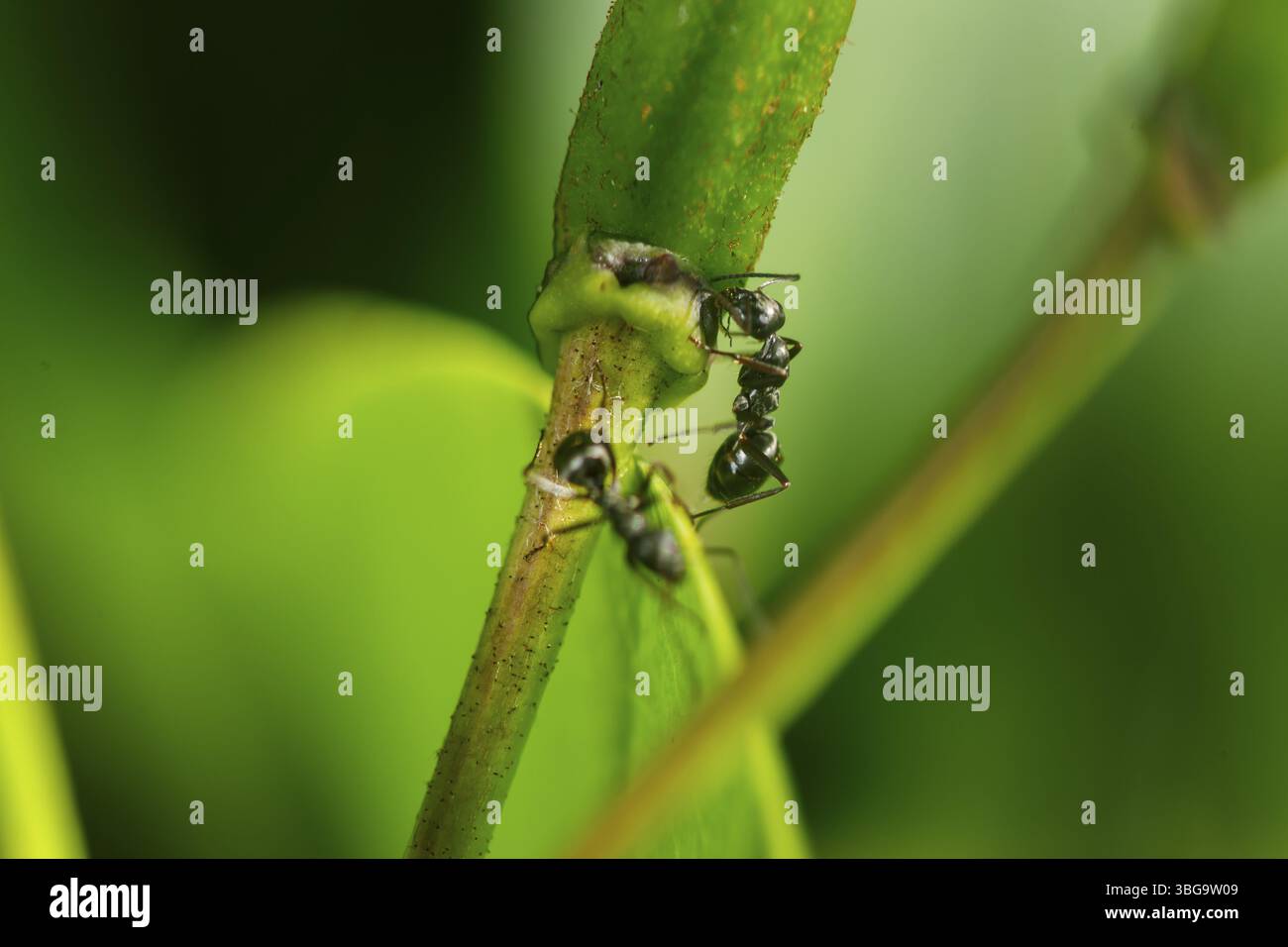 Primo piano di due formiche nere (lat: Lasius niger) sul bordo di un germoglio di rododendro che beve linfa su uno sfondo verde naturale Foto Stock
