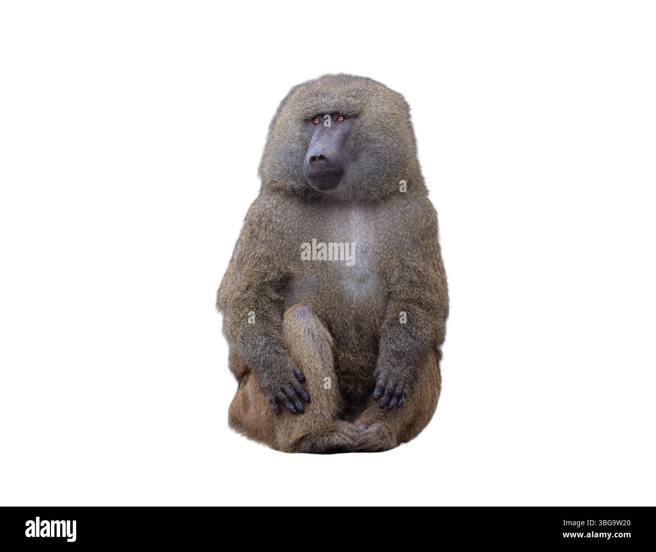 babbuino giallo isolato su sfondo bianco Foto Stock