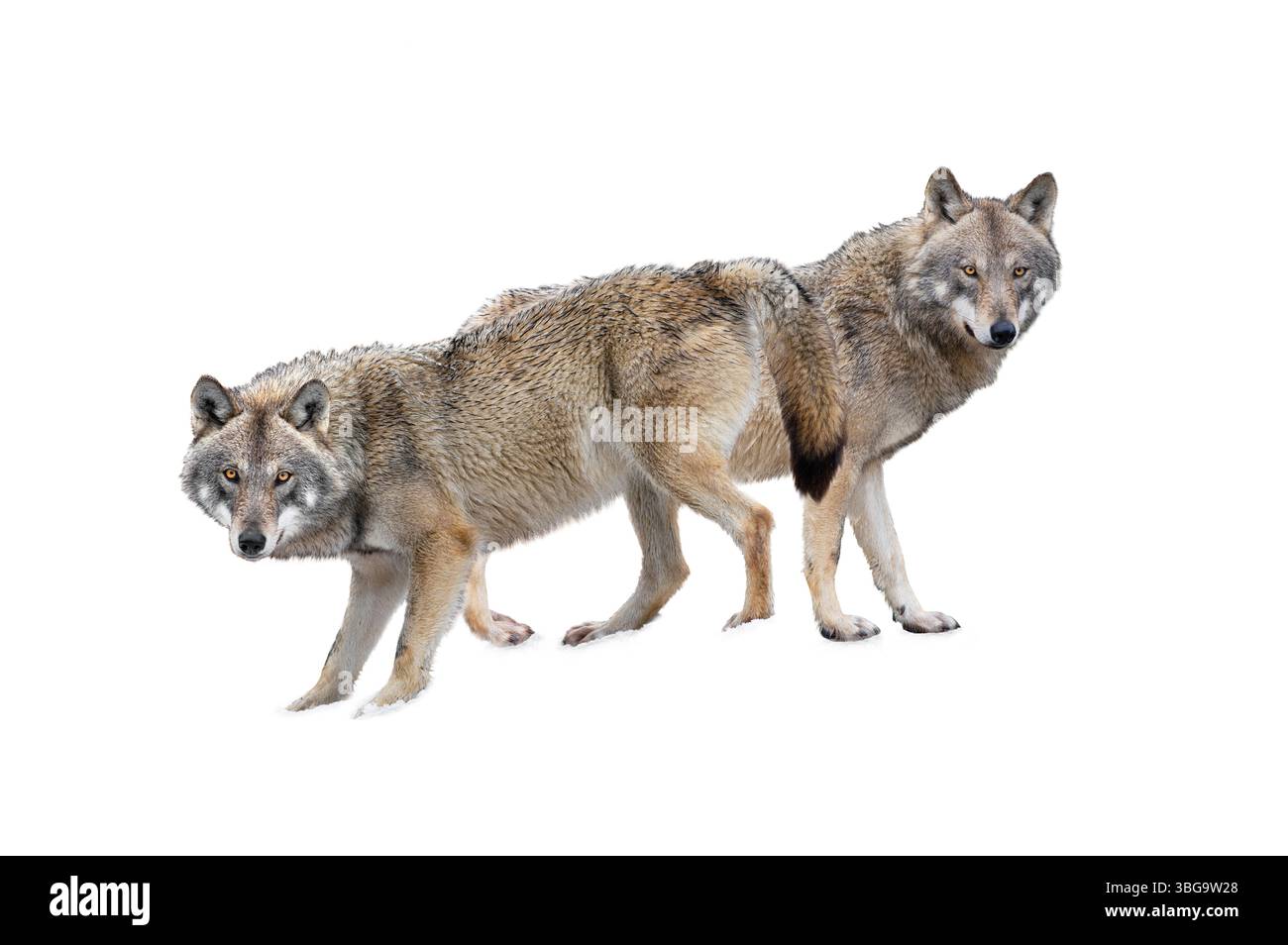 wolf e lei-lupo isolati su sfondo bianco. Foto Stock