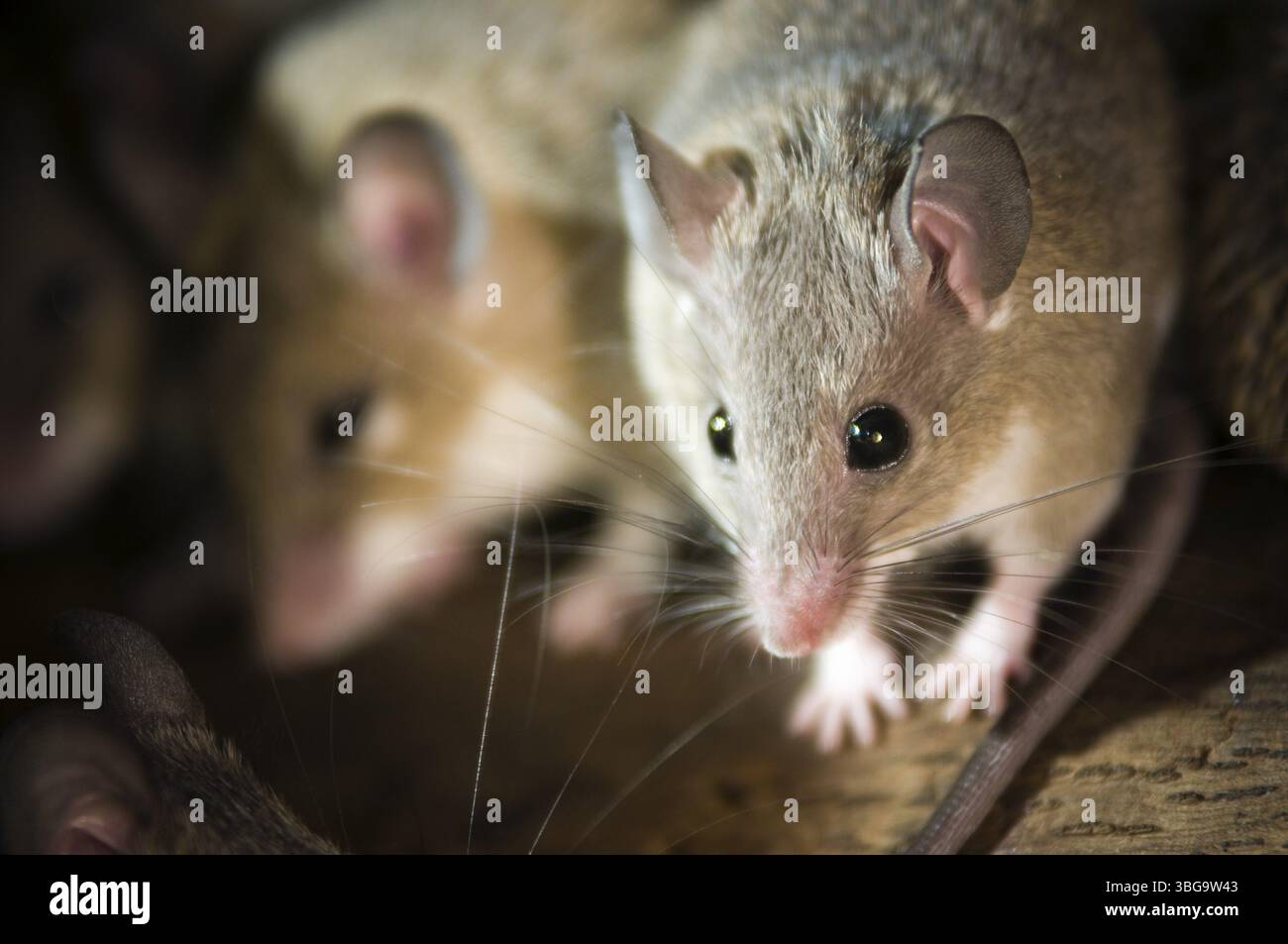 Primo piano di due topi spinosi del cairo scuri (Acombys mouse spiny del cairo) che guardano nella fotocamera, con un contrasto nitido Foto Stock