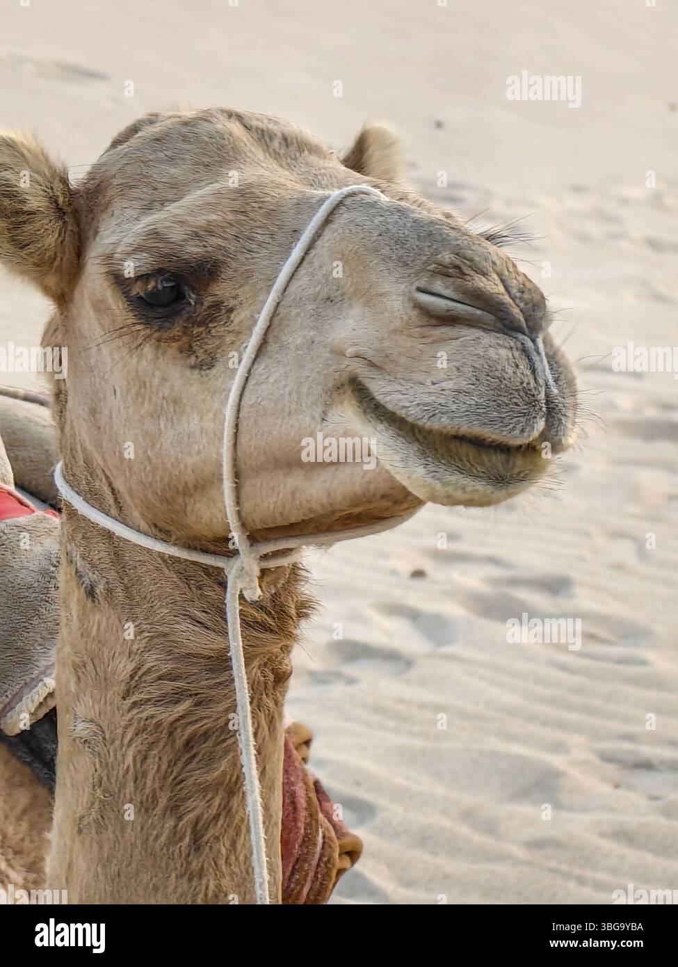 Dirigiti a dorso di cammello sulla spiaggia di Aomak, sull'isola yemenita di Socotra Foto Stock