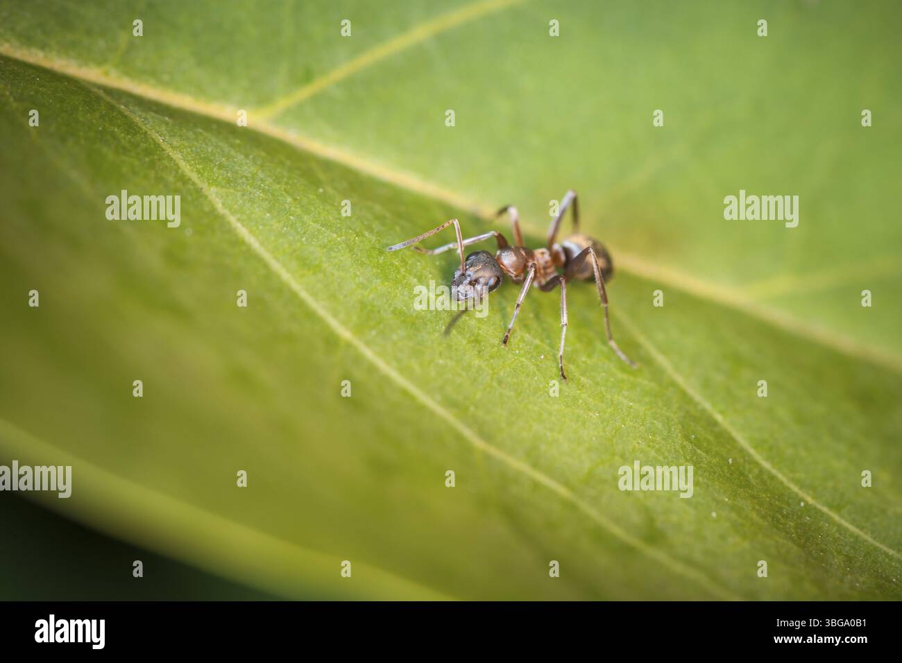 Vista completa del corpo di una formica (formicidae rosse) seduta sul lato inferiore di una foglia verde Foto Stock
