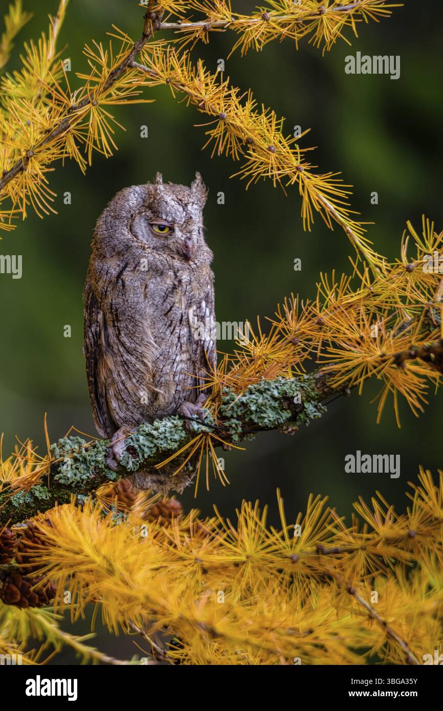 Il gufo eurasiatico, Otus scops, il gufo europeo scops nel larice Foto Stock