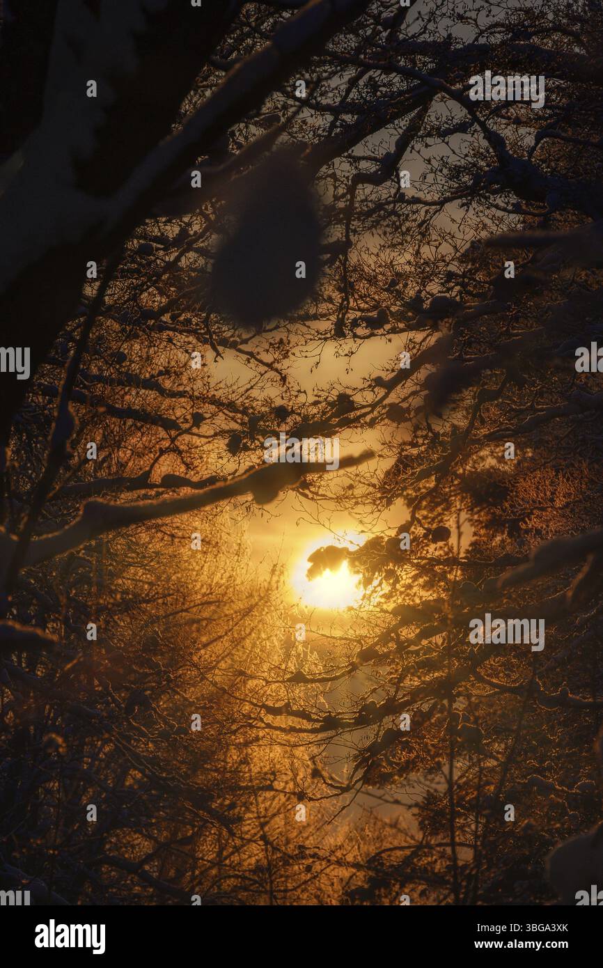 Il sole splende tra gli alberi in inverno al tramonto vicino a Stara Lesna Foto Stock