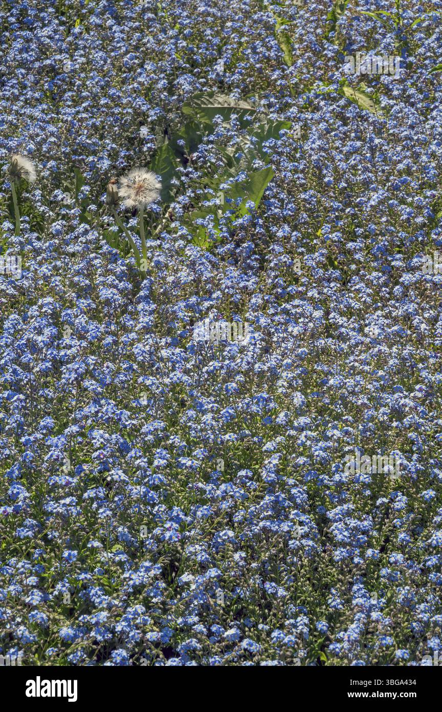 Legno Forget-me-not (Myosotis sylvatica) e dente di leone (Taraxacum Sect. Ruderalia), dente di leone, Allgaeu, Svevia, Baviera, Germania, Europa Foto Stock