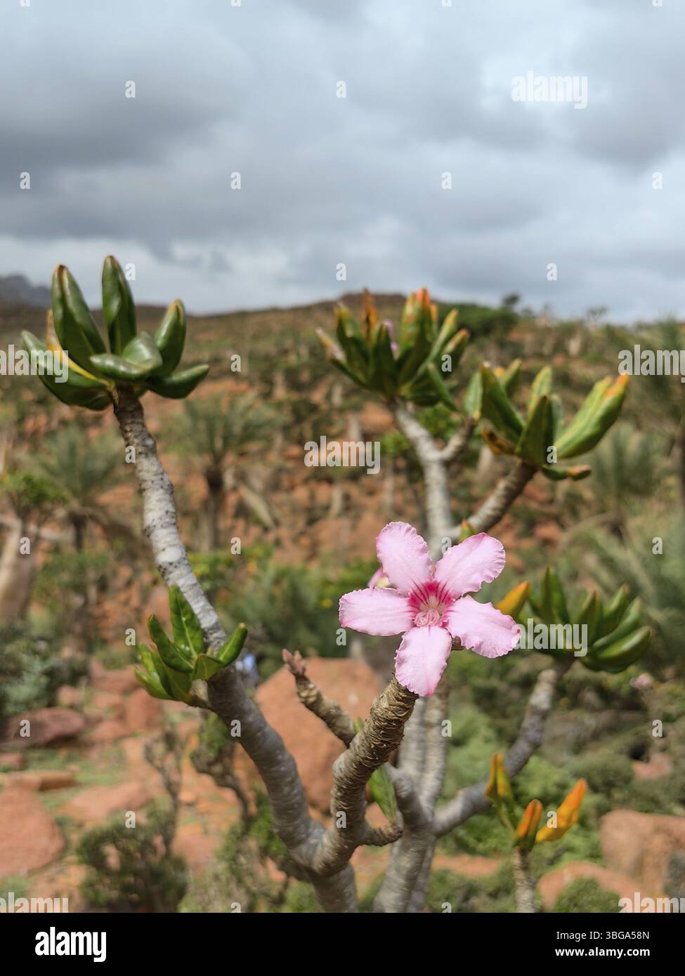 Alba sulla valle rocciosa di Kalysan sull'isola di Socotra, Yemen, Asia Foto Stock