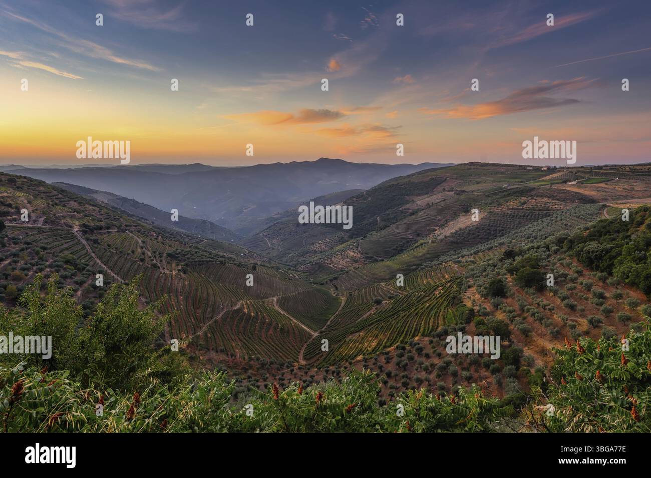 Sao Joao da Resqueira - vigneti portoghesi terrazzati vicino a Nagozelo do Douro, dove viene prodotto il vino di porto Foto Stock