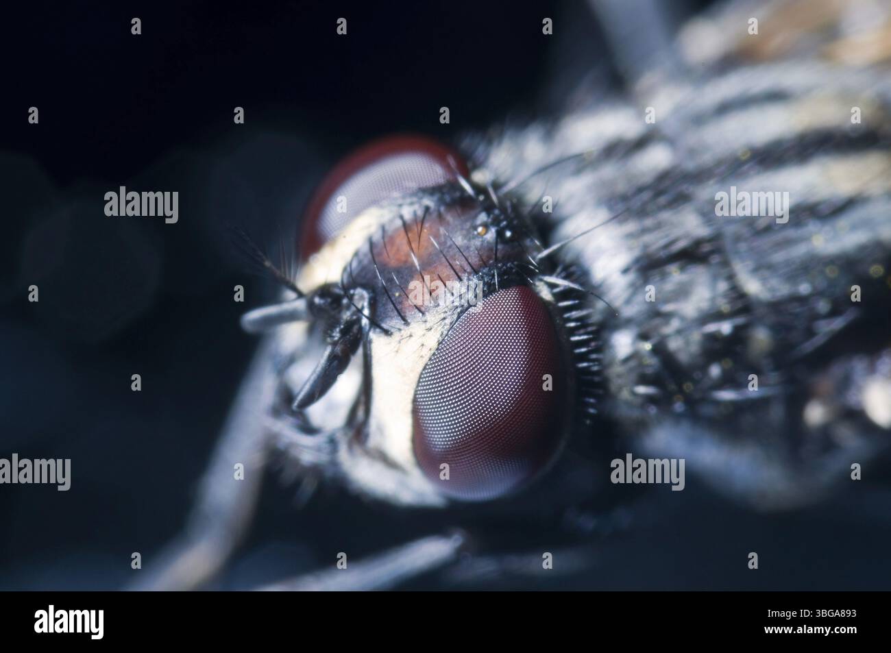 Immagine macro di una mosca domestica (Musca domestica) dal lato Foto Stock