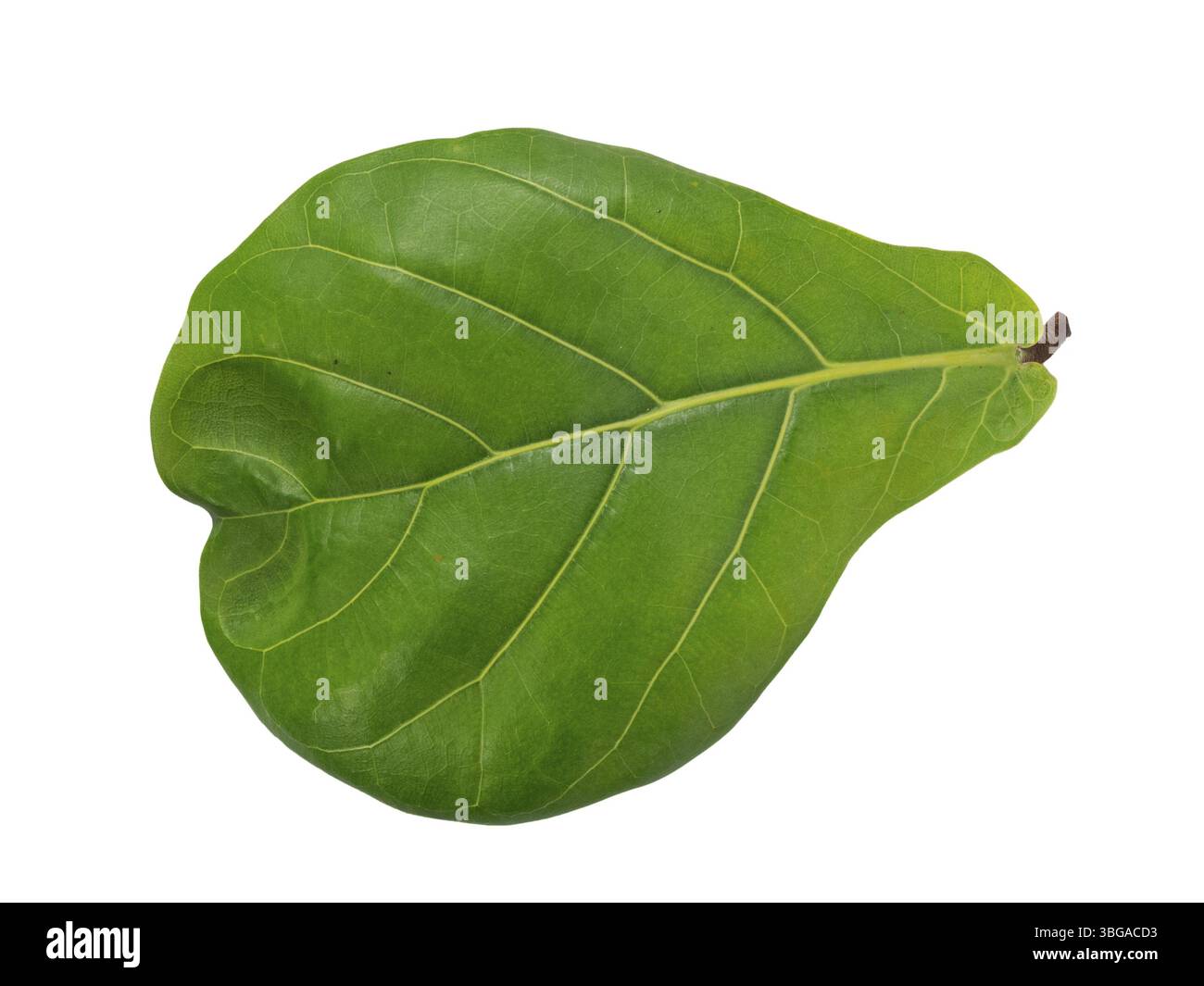 Foglia superiore di un fico di foglia di violino (lat: Ficus lyrata) isolato su bianco Foto Stock
